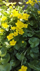 Caltha palustris