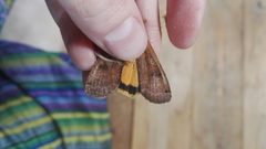 Noctua pronuba