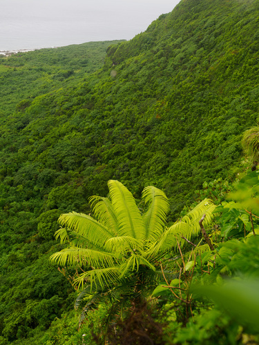 Cycas micronesica observed 2026-08-26