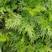 Selaginella plana - Photo (c) 106611639464075912591, some rights reserved (CC BY-NC-SA), uploaded by 106611639464075912591