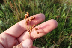 Fimbristylis puberula