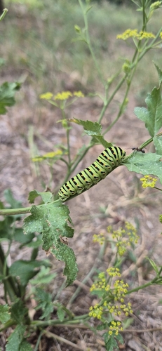 Old World Swallowtail