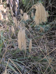 Miscanthus nepalensis, photograph (c) Tobias Guldberg Frøslev, some rights reserved (CC BY)