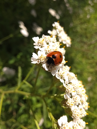 Seven-spotted Lady Beetle
