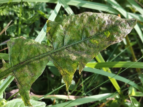 dandelion rust