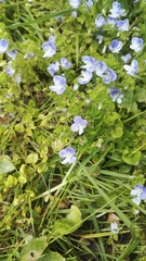 Veronica filiformis