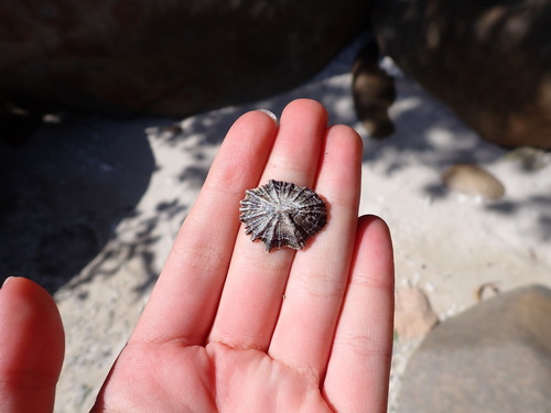 Siphonaria atra observed 2026-08-21