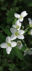 Cardamine amara