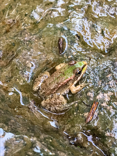 Sahara Frog