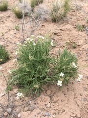 Nerisyrenia linearifolia