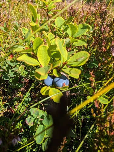 bog bilberry