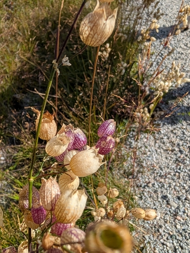 bladder campion