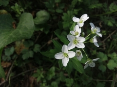 Cardamine amara