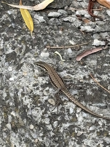 Common Wall Lizard
