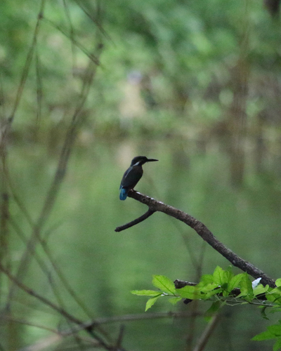 Common Kingfisher