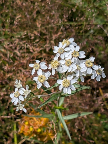 Sneezewort