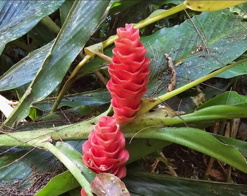Adelmeria gigantifolia observed 2024-04-20