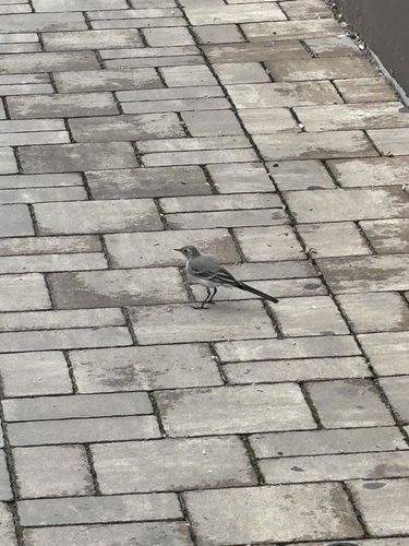 White Wagtail