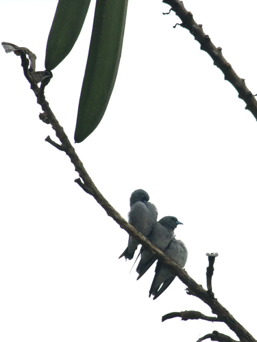 Ashy Woodswallow