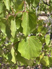 Prunus armeniaca