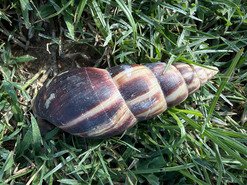 African Giant Snail