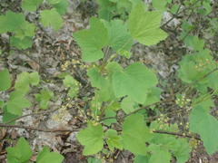 Ribes spicatum