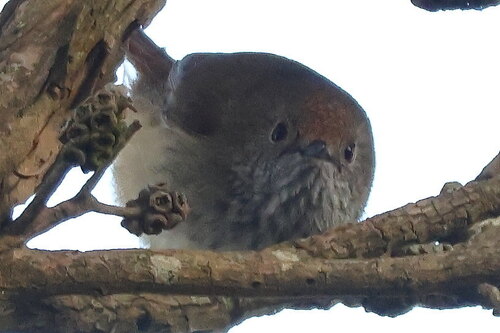 Brown Thornbill