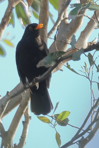 Eurasian Blackbird