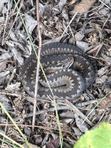 Adder