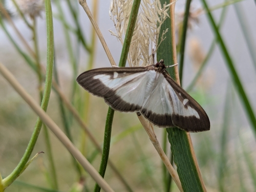 Box Tree Moth