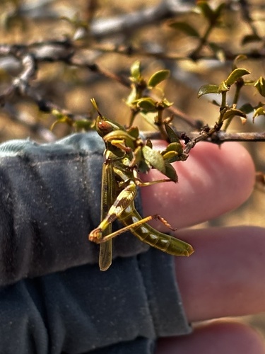 Creosote Bush Grasshopper