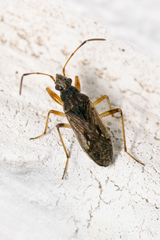 Ligyrocoris litigiosus