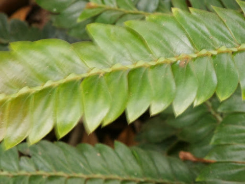 Family Anisophylleaceae · iNaturalist