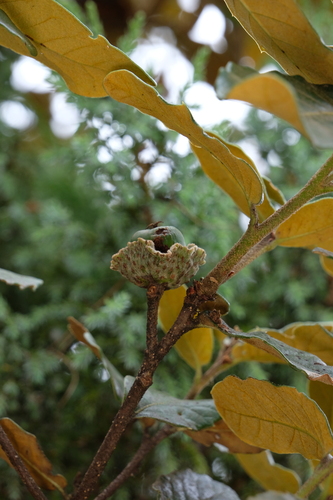 Quercus guyavifolia observed 2026-08-16