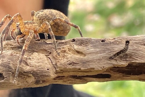 Mediterranean Spiny False Wolf Spider