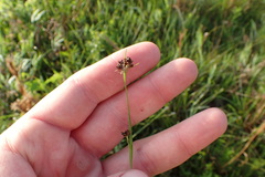 Rhynchospora globularis