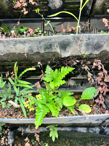 Pteris fauriei observed 2026-08-26