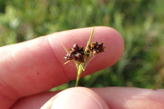 Rhynchospora globularis