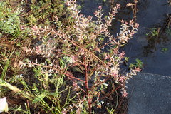 Rorippa sessiliflora