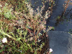 Rorippa sessiliflora