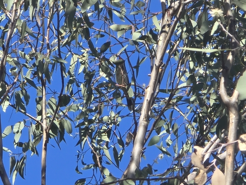 Spiny-cheeked Honeyeater