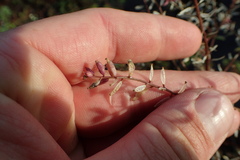 Rorippa sessiliflora