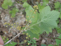 Ribes spicatum