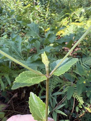 Ageratina aromatica, photograph 3
