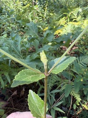 Ageratina aromatica, photograph author not stated, no rights reserved