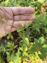 Ageratina aromatica, photograph author not stated, no rights reserved