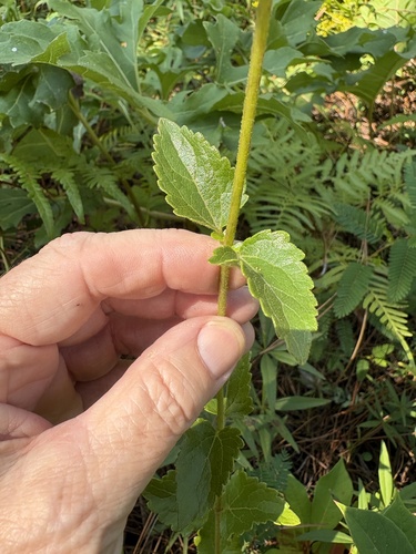 Ageratina aromatica, photograph 5