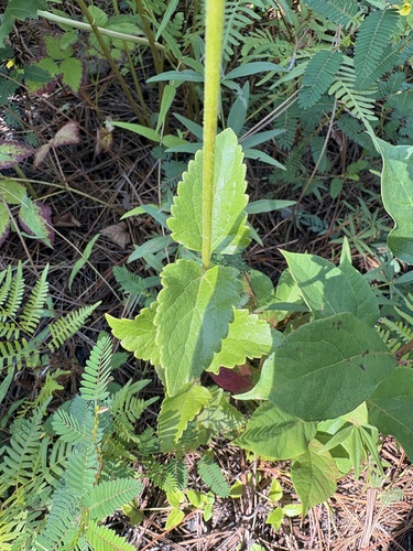Ageratina aromatica, photograph 6