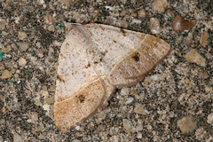 Frederickia subterminata