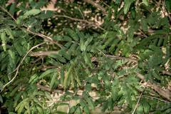 Senegalia bonariensis